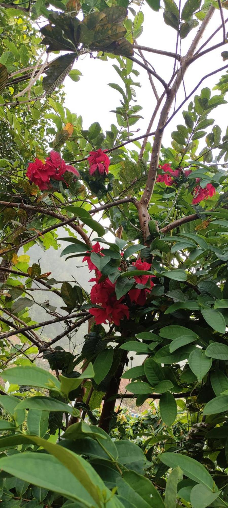 Koonamparayil Home Stay Munnar Anaviratty-Family Only المظهر الخارجي الصورة