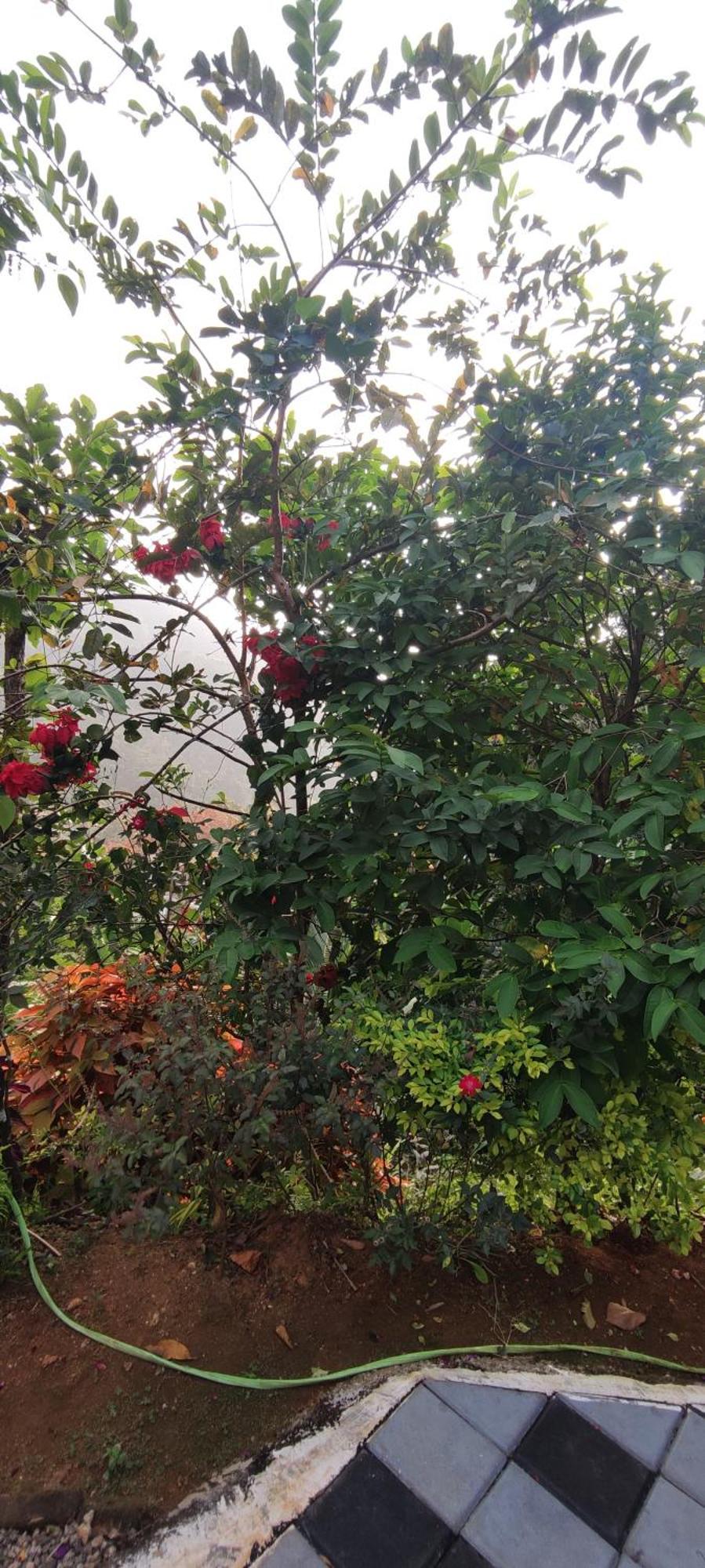 Koonamparayil Home Stay Munnar Anaviratty-Family Only المظهر الخارجي الصورة