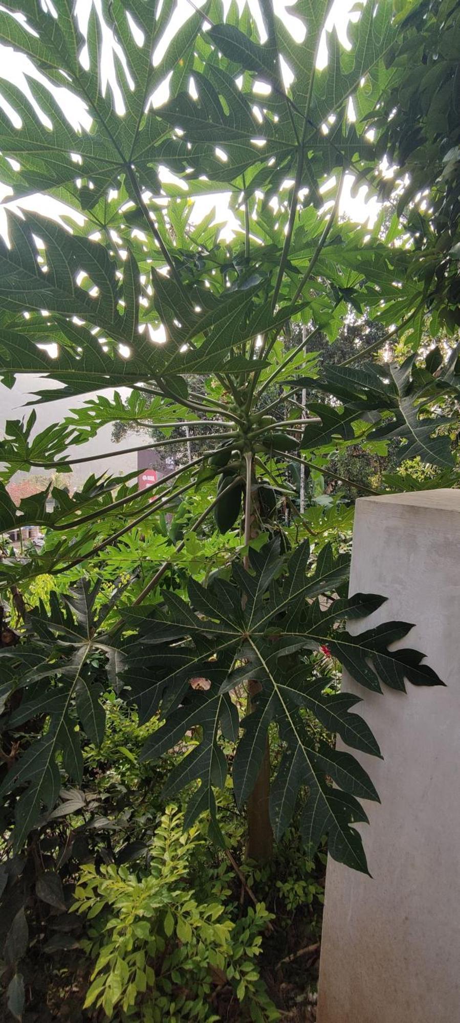 Koonamparayil Home Stay Munnar Anaviratty-Family Only المظهر الخارجي الصورة