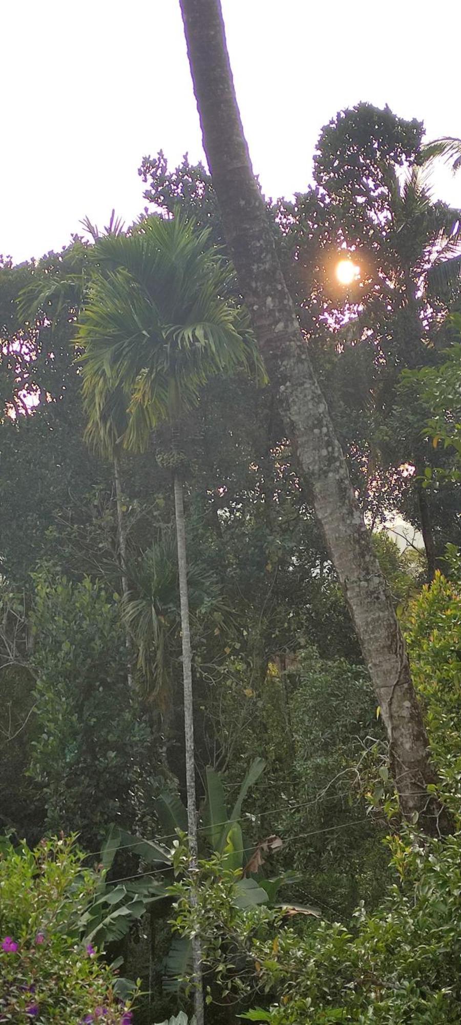 Koonamparayil Home Stay Munnar Anaviratty-Family Only المظهر الخارجي الصورة