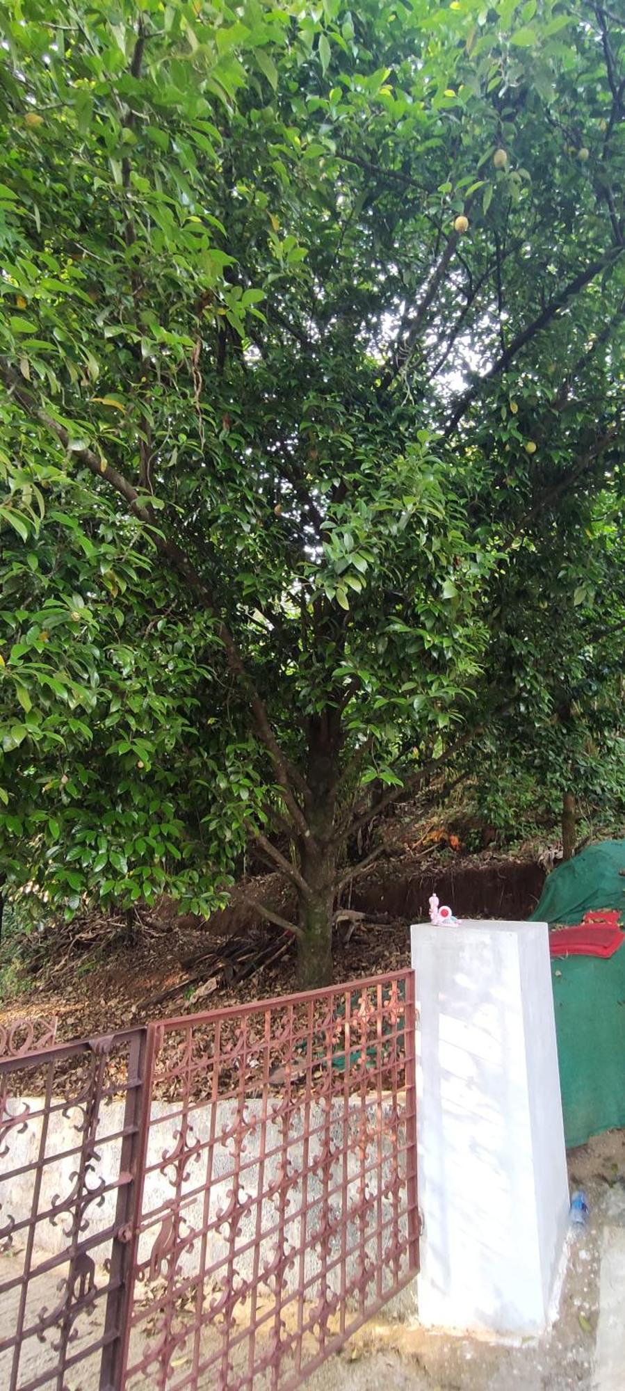Koonamparayil Home Stay Munnar Anaviratty-Family Only المظهر الخارجي الصورة